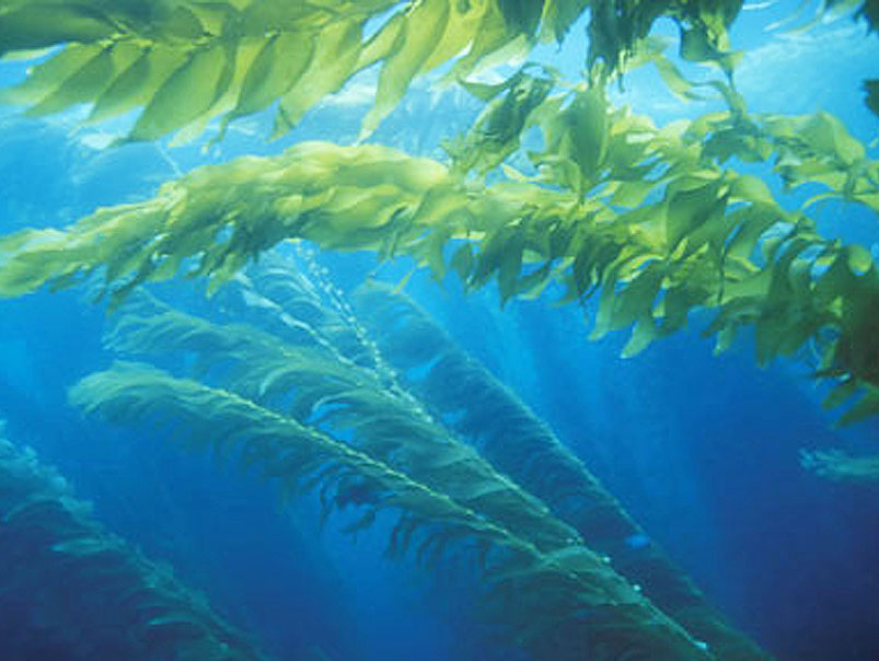 Underwater Seaweed
