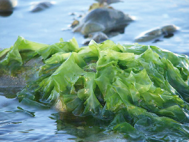 Seaweed On Rocks
